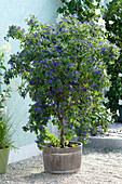 Solanum rantonnetii (Enzianstrauch) im Holz-Kübel