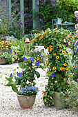 Thunbergia battiscombei (Grossbluetige Himmelsblume) unterpflanzt