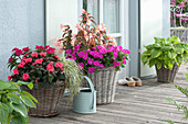 Impatiens New Guinea, Begonia Summerwing's Apricot