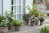 Terrasse mit Rosen und Kräutern