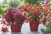 Begonia 'Dragon Wing Red' (Drachenfluegelbegonie) und Coleus