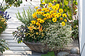 Osteospermum Sunadora 'Florida' (Cape daisy), Euphorbia