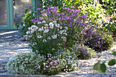 Terrassenbeet mit Sommerblumen lila und weiss