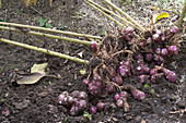 Helianthus tuberosus (Topinambur) im Herbst ernten