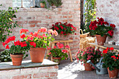 Pelargonium zonal 'Sarita Fire', Classic Line 'Noblesse', Calliope