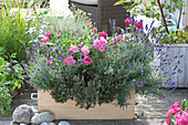 Rosa 'Pink Meilove' (Bodendeckerrose), Lavendel 'Hidcote Blue'