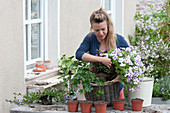 Korb mit Balkonblumen bepflanzen