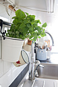 Lemon balm in a little bucket hanging in a kitchen