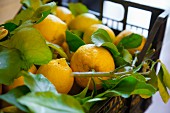 Freshly picked lemons in a crate