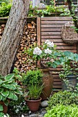 White rhododendron and foliage plants in front of stacked firewood and screen fence in garden