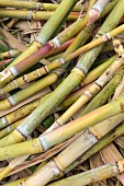 Freshly harvested sugar cane