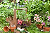 Stiefmütterchen, Tontöpfe und Holzkiste mit Gartenhandschuhen vor Blumenbeet