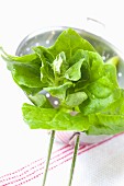 Fresh New Zealand spinach in a colander