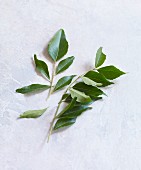 Fresh curry leaves on a white background