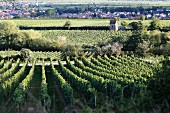 Vineyards in Deidesheim, Rhineland-Palatinate, Germany