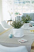 A table decorated with winter flowering heather in white fabric plant containers