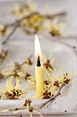Lit candle arranged with sprigs of flowering witch hazel (Hamamelis)