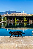 A cat in front of the pool at the Finca Cortesin hotel in Málaga, Andalusia (Spain)