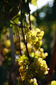 White wine grapes on the vine at the Peter Jakob Kühn winery in the Rheingau region of Germany