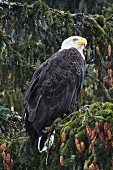 An American Bald Eagle, Glendale Cove, Canada