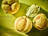 Quinces with a leaf