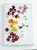 Assorted edible flowers