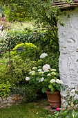 weiße Hortensie neben Vintage Mauer im Garten