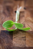 Borage shoots