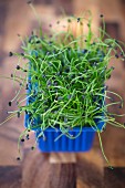 A box of rock chives sprouts