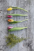 Tulpen, Papageientulpen und Mimosen auf Holzuntergrund