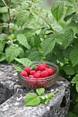 Glasschälchen mit Himbeeren auf Stein