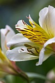 Detail of white and yellow Peruvian lily against green background