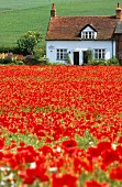 Small cottage at far end of field of red poppies