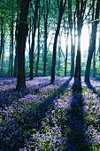 Sea of blue flowers in enchanting woodland