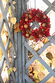 Wreath of red berries, walnuts and medlars on garden gate