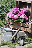 Pink hydrangeas in wooden crate and old metal watering can