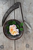 Rose in bowl and sickle on weathered wooden table