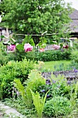 Hortensien und Rosen hängen kopfüber an einer Schnur im Garten