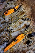 Oven cooked carrots with herbs and sauce on a baking sheet (top view)