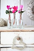 Cyclamen in small glass bottles on shabby-chic chest of drawers