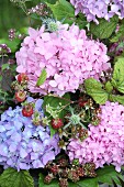 Hydrangeas of different colours, berries and flowering oregano