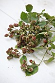 Tendrils of unripe blackberries