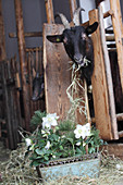 Blumenkasten mit Christrosen und Kiefernzweigen im Stall vor Ziegenbock