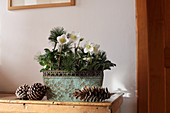 Hellebore and pine sprigs in window box