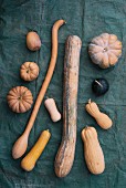 Musk and snake gourds
