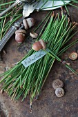 A bunch of pine needles and acorns with a name tag