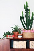 Efeu und Kaktus in verzierten Korbübertöpfen mit Retroflair