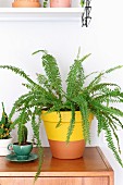 Fern in yellow dip-dye terracotta pot and cactus in green retro cup