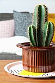 Cactus in brown ceramic pot on patterned plate