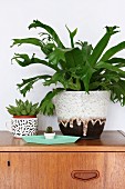 Arrangement of small cactus, succulent and large foliage plant in decorative pot